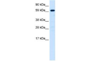 WB Suggested Anti-HNF4A Antibody Titration: 0. (HNF4A Antikörper  (N-Term))