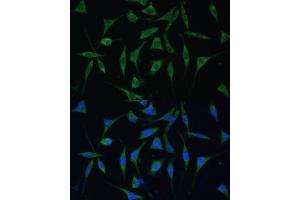 Immunofluorescence analysis of L929 cells using P Polyclonal Antibody (ABIN6133270, ABIN6145194, ABIN6145195 and ABIN6216692) at dilution of 1:100 (40x lens). (KIAA1274 Antikörper  (AA 1-300))