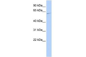 WB Suggested Anti-MAPK15 Antibody Titration: 0. (MAPK15 Antikörper  (Middle Region))