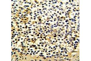 Immunohistochemistry (IHC) image for anti-Dicarbonyl/L-Xylulose Reductase (DCXR) (AA 79-106) antibody (ABIN3028614)