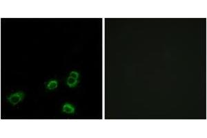 Immunofluorescence analysis of MCF7 cells, using OR52A1 Antibody. (OR52A1 Antikörper  (AA 20-69))