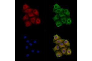 ABIN7093765 and ABIN7097799 staining Hela cells by IF/ICC. (Claudin 6 Antikörper)