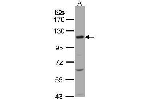 Western Blotting (WB) image for anti-Solute Carrier Family 12 (Potassium-Chloride Transporter) Member 7 (SLC12A7) (C-Term) antibody (ABIN2855443)
