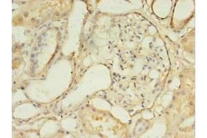 Immunohistochemistry of paraffin-embedded human kidney tissue using ABIN7158230 at dilution of 1:100
