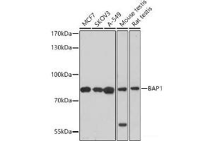Western blot analysis of extracts of various cell lines using BAP1 Polyclonal Antibody at dilution of 1:1000. (BAP1 Antikörper)