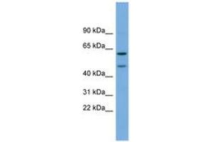 Image no. 1 for anti-Oligodendrocyte Myelin Glycoprotein (OMG) (AA 143-192) antibody (ABIN6743358) (OMG Antikörper  (AA 143-192))