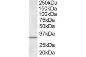ABIN184757 staining (2µg/ml) of HepG2 lysate (RIPA buffer, 35µg total protein per lane). (ING2 Antikörper  (C-Term))
