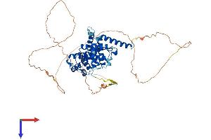 Cyclin L2 Protein (CCNL2) (AA 1-518) (His tag)