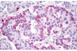 Anti-Glucagon antibody IHC of human pancreas, islets of Langerhans. (Glucagon Antikörper  (AA 25-54))