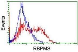 Image no. 2 for anti-RNA Binding Protein with Multiple Splicing (RBPMS) antibody (ABIN1500644) (RBPMS Antikörper)