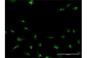Immunofluorescence of purified MaxPab antibody to NIP7 on HeLa cell. (NIP7 Antikörper  (AA 1-180))