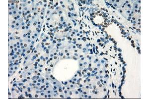 Immunohistochemical staining of paraffin-embedded colon tissue using anti-FRKmouse monoclonal antibody. (FRK Antikörper)