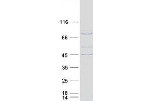 Validation with Western Blot (SH2D3C Protein (Transcript Variant 2) (Myc-DYKDDDDK Tag))
