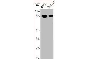 Western Blot analysis of K562 Jurkat cells using Ku-80 Polyclonal Antibody (XRCC5 Antikörper  (C-Term))