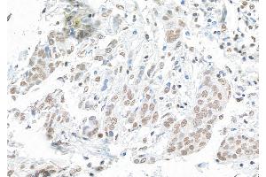 anti-Protein BANP (BANP) (C-Term) antibody