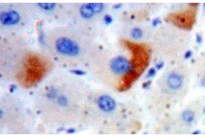 IHC-P analysis of Liver tissue, with DAB staining. (SLC30A8 Antikörper  (AA 1-80))