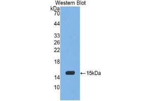 Western Blotting (WB) image for Myeloperoxidase (MPO) ELISA Kit (ABIN6574172)