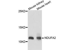 Western blot analysis of extract of various cells, using NDUFA2 antibody. (NDUFA2 Antikörper)