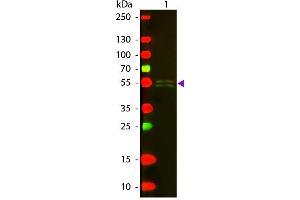 Western blot of Texas conjugated Rabbit Anti-Mouse IgG1 (Gamma 1 chain) secondary antibody. (Kaninchen anti-Maus IgG1 (Heavy Chain) Antikörper (Texas Red (TR)) - Preadsorbed)