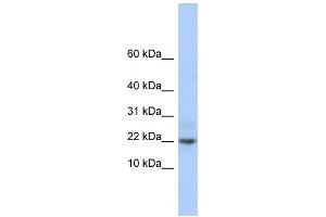 Western Blotting (WB) image for anti-Chromosome 9 Open Reading Frame 25 (C9orf25) antibody (ABIN2459916) (C9orf25 Antikörper)