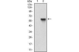 Western blot analysis using RAB27A mAb against HEK293 (1) and RAB27A (AA: FULL(1-221))-hIgGFc transfected HEK293 (2) cell lysate. (RAB27A Antikörper  (full length))