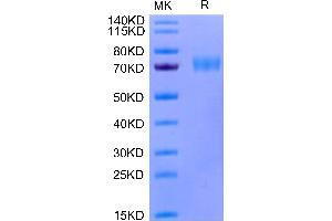 Human Siglec-5 on Tris-Bis PAGE under reduced condition. (SIGLEC5 Protein (AA 17-434) (His-Avi Tag))