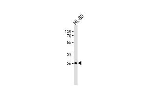 Western blot analysis of lysate from HL-60 cell line, using FCGR3B Antibody (N-term) (ABIN1944735 and ABIN2838560). (FCGR3B Antikörper  (N-Term))