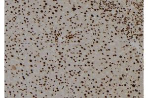 ABIN6278665 at 1/100 staining Mouse liver tissue by IHC-P. (TGIF2LY Antikörper)