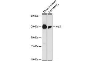 MST1 Antikörper