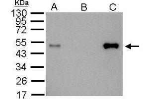 IP Image LDB1antibody immunoprecipitates LDB1 protein in IP experiments. (LIM Domain Binding 1 Protein Antikörper)