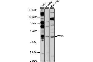 Western blot analysis of extracts of various cell lines, using WDR4 antibody (ABIN7271356) at 1:1000 dilution. (WDR4 Antikörper  (AA 20-250))