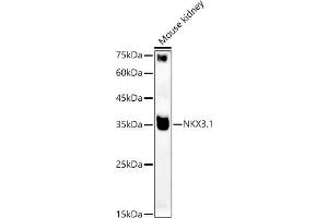 Western blot analysis of extracts of Mouse kidney, using NKX3. (NKX3-1 Antikörper)