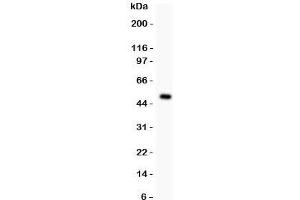 Western blot testing of MAD1 antibody and recombinant human protein (0. (PSMD14 Antikörper  (AA 362-632))