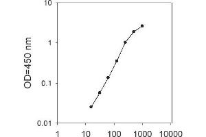 ELISA image for Brain Natriuretic Peptide (BNP) ELISA Kit (ABIN1979487)