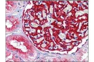 Human Kidney: Formalin-Fixed, Paraffin-Embedded (FFPE) (ENPEP Antikörper  (Tyr182))