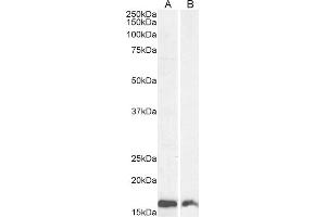 Western Blotting (WB) image for anti-Ionized Calcium-binding Adapter Molecule 1 (IBA1) (C-Term) antibody (ABIN184738)