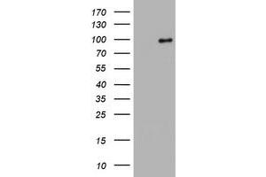 Image no. 5 for anti-Splicing Factor 3a, Subunit 1 (SF3A1) (AA 249-568) antibody (ABIN1491272) (SF3A1 Antikörper  (AA 249-568))