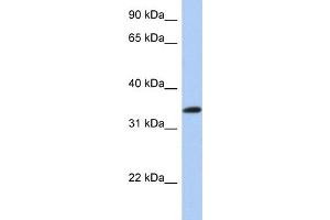 WB Suggested Anti-CREB1 Antibody Titration:  0. (CREB1 Antikörper  (N-Term))