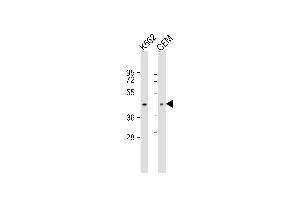 Lane 1: K562, Lane 2: CEM lysate at 20 µg per lane, probed with bsm-51104M ACTA1 (337CT30. (Actin Antikörper)