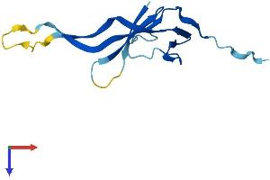 CHTF8 Protein (AA 1-121) (His tag)