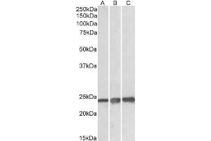 ABIN308466 (0. (Peroxiredoxin 1 Antikörper  (Internal Region))
