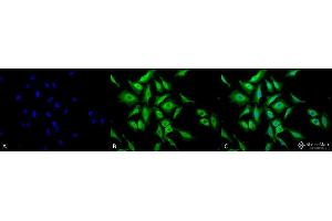 Immunocytochemistry/Immunofluorescence analysis using Chicken Anti-Hsp70 Polyclonal Antibody .