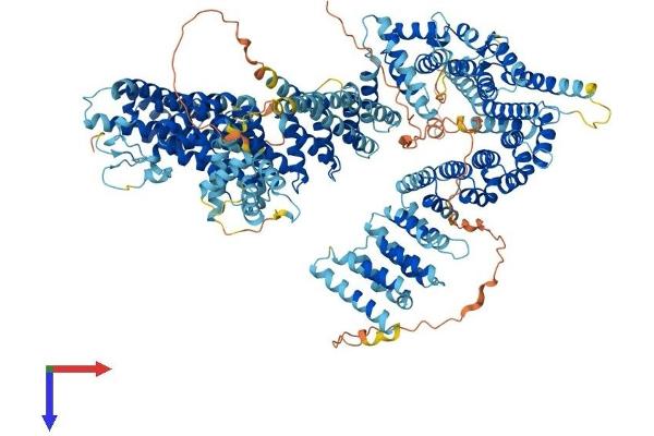 NCAPD2 Protein (AA 1-1392) (His tag)