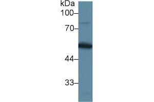 Western blot analysis of Mouse Testis lysate, using Mouse DBP Antibody (1 µg/ml) and HRP-conjugated Goat Anti-Rabbit antibody ( (Vitamin D-Binding Protein Antikörper  (AA 395-473))