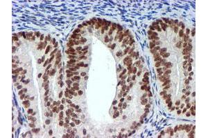 Image no. 7 for anti-Ubiquitin Specific Peptidase 7 (Herpes Virus-Associated) (USP7) antibody (ABIN1498592) (USP7 Antikörper)