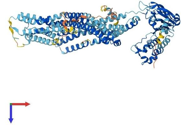 ABCB6 Protein (AA 1-842) (His tag)