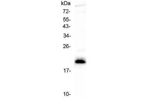 Western blot testing of human CCRF-CEM cell lysate with IL-27 antibody at 0.