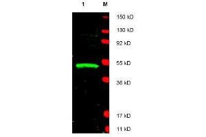 Western blot using  affinity purified anti-LDB1 antibody shows detection of LDB1 protein (arrowhead) in Jurkat whole cell lysate. (LIM Domain Binding 1 Protein Antikörper  (AA 361-373))