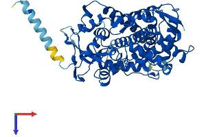 AlphaFold protein structure predicition of Mouse Recombinant Cyp2c37 Protein, UniprotID P56654
