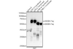 Western blot analysis of extracts of normal 293T cells, 293T transfected with CD2 Protein and 293T transfected with CD95 Protein, using Mouse anti DDDDK-Tag mAb antibody (ABIN3020558, ABIN3020559, ABIN3020560 and ABIN1512923) at 1:10000 dilution. (DYKDDDDK Tag Antikörper)